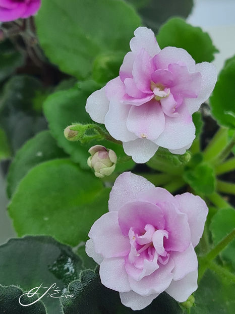  - Kentucky Gooseberries