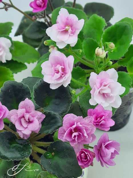  - Kentucky Gooseberries