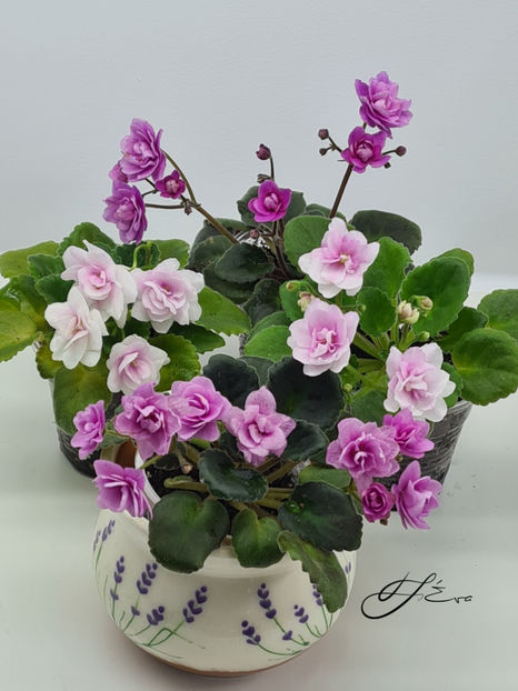  - Kentucky Gooseberries