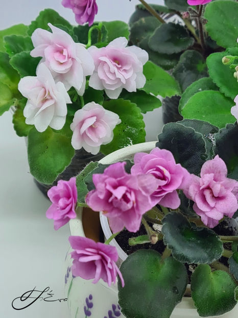  - Kentucky Gooseberries