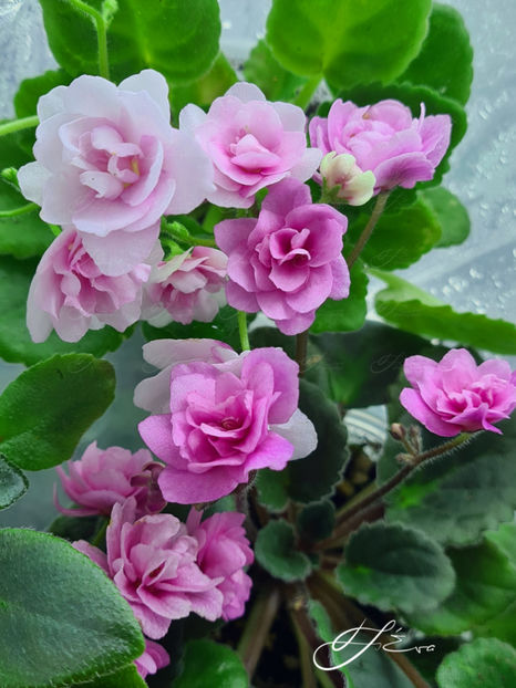  - Kentucky Gooseberries