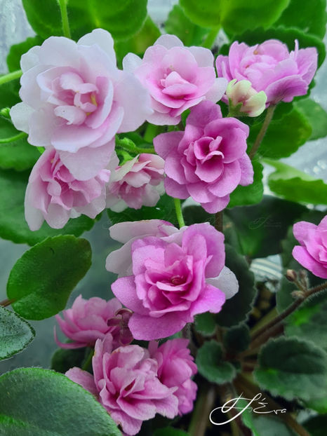  - Kentucky Gooseberries