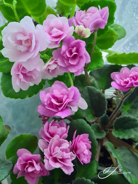  - Kentucky Gooseberries