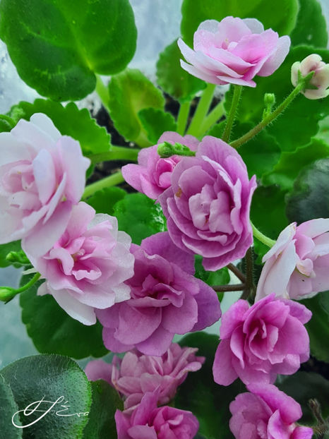  - Kentucky Gooseberries