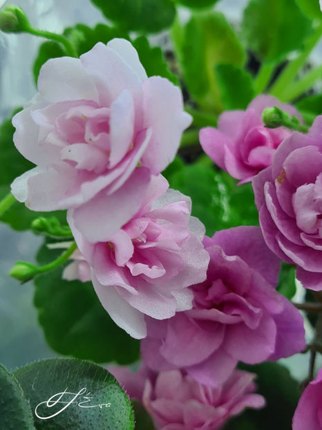  - Kentucky Gooseberries