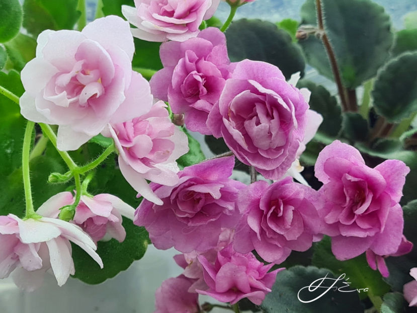  - Kentucky Gooseberries