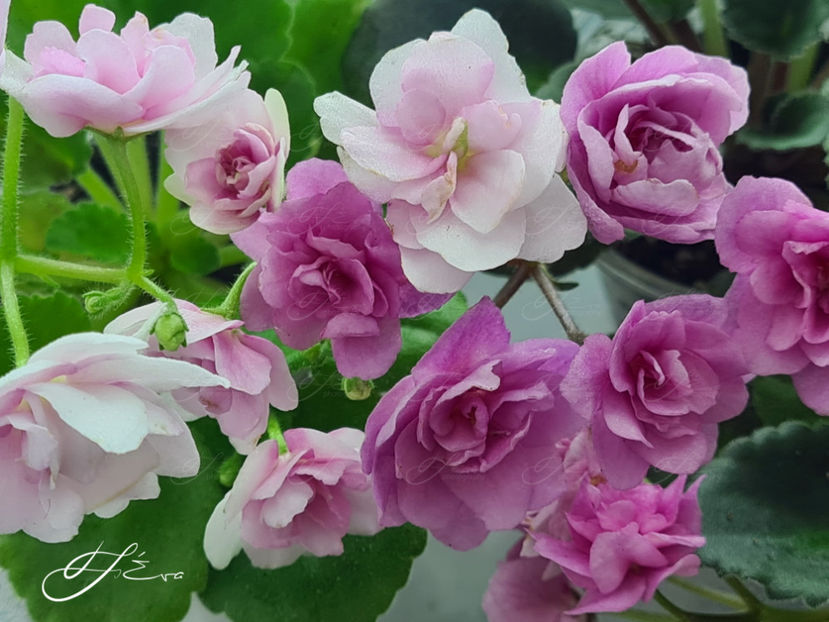  - Kentucky Gooseberries