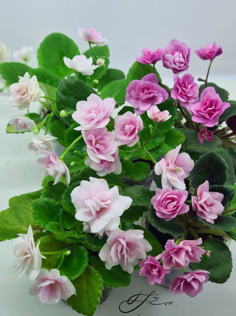  - Kentucky Gooseberries