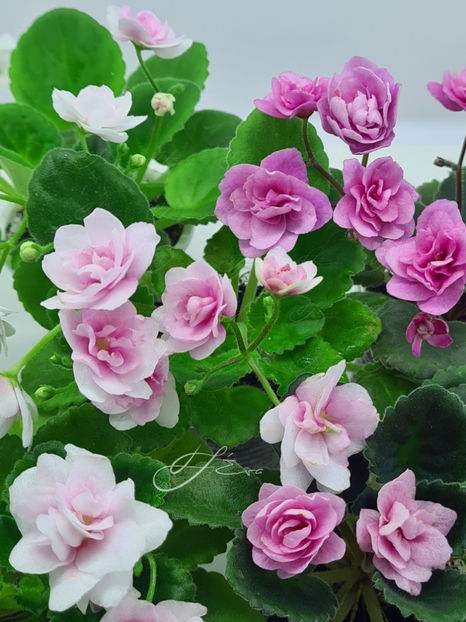  - Kentucky Gooseberries