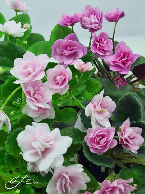  - Kentucky Gooseberries