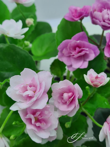  - Kentucky Gooseberries