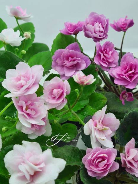  - Kentucky Gooseberries