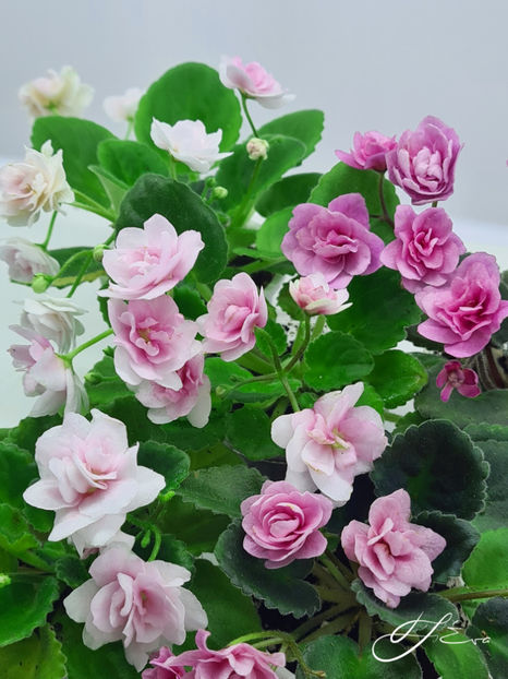  - Kentucky Gooseberries