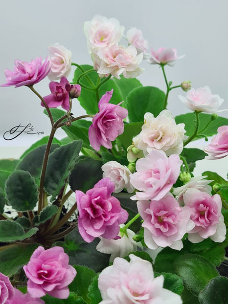  - Kentucky Gooseberries