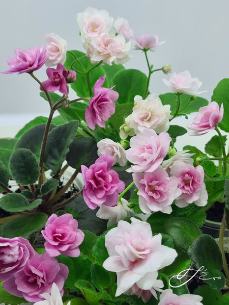  - Kentucky Gooseberries