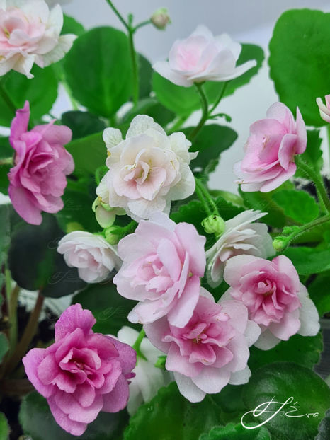  - Kentucky Gooseberries