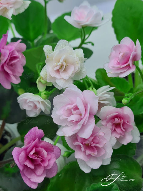  - Kentucky Gooseberries