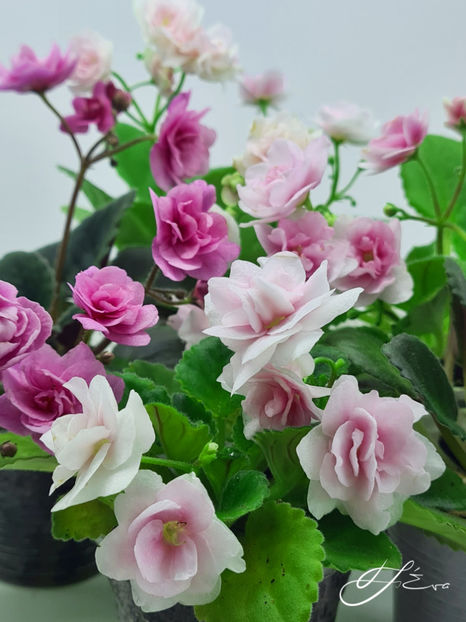  - Kentucky Gooseberries