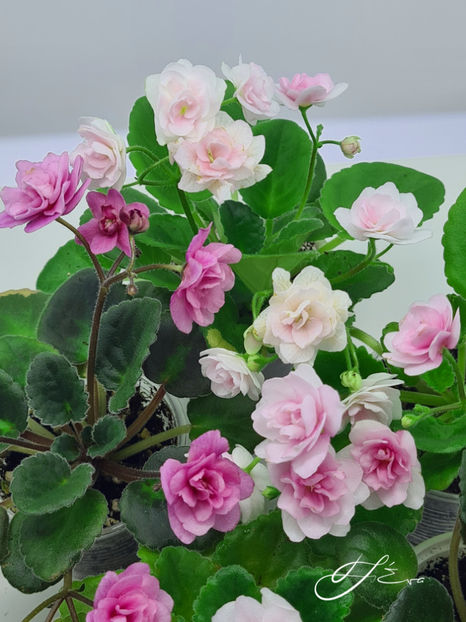  - Kentucky Gooseberries