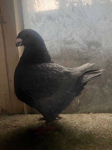 Perchea 6 1-0 2024 - Perechi 2025