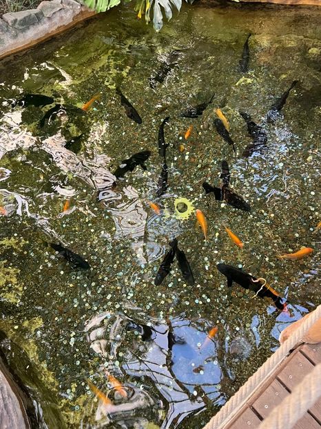 Imagine WhatsApp 2024-12-18 la 19.10.06_8c061890 - 2024 EXCURSIE BUDAPESTA clsVIII 12-19 dec