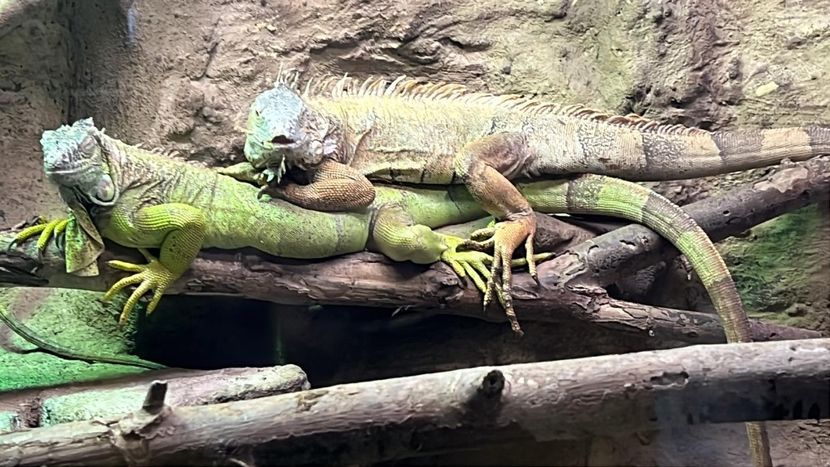 Imagine WhatsApp 2024-12-18 la 19.10.07_4a1632a4 - 2024 EXCURSIE BUDAPESTA clsVIII 12-19 dec