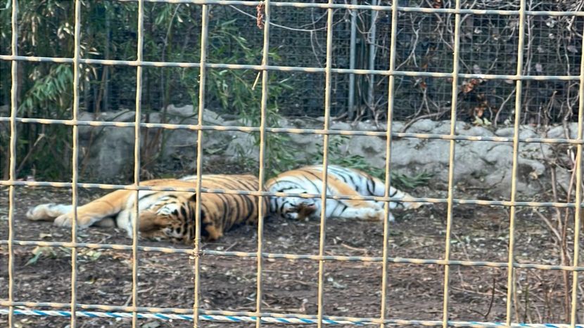 Imagine WhatsApp 2024-12-18 la 19.10.08_2f3bafbc - 2024 EXCURSIE BUDAPESTA clsVIII 12-19 dec