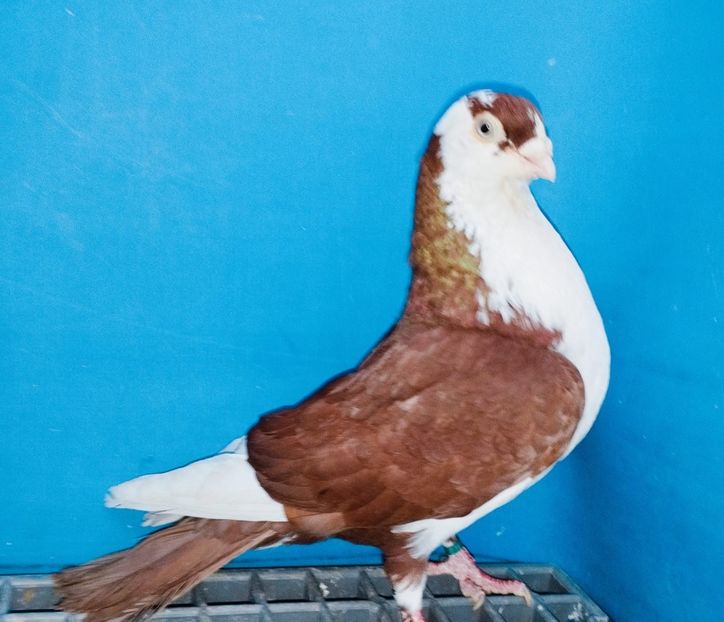 Mascul  2019 - Jucători de Galați