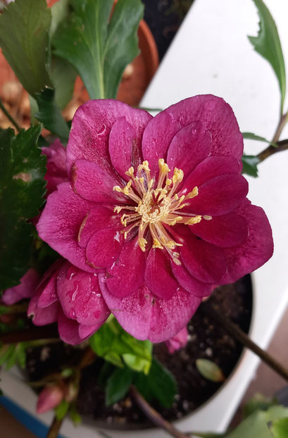  - Helleborus - Spanz