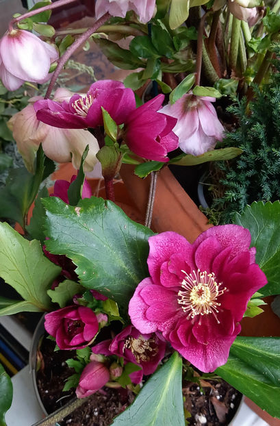  - Helleborus - Spanz