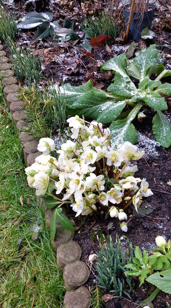 -10°C - Toate dardaie. - 2024 - 04 - 2025 - 00 - Iarna