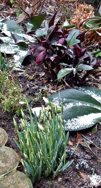 Dar primavara lupta! - 2024 - 04 - 2025 - 00 - Iarna