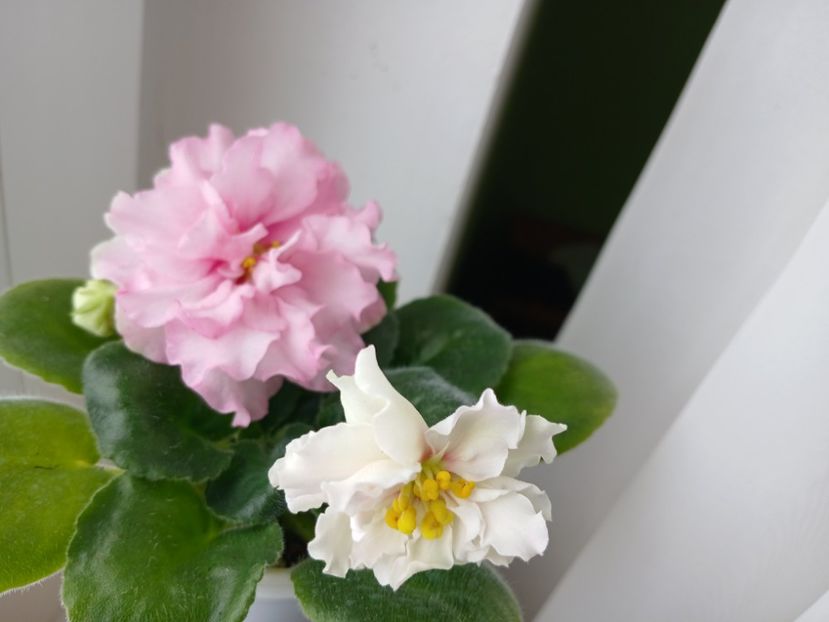  - LF Kremovyy Desert