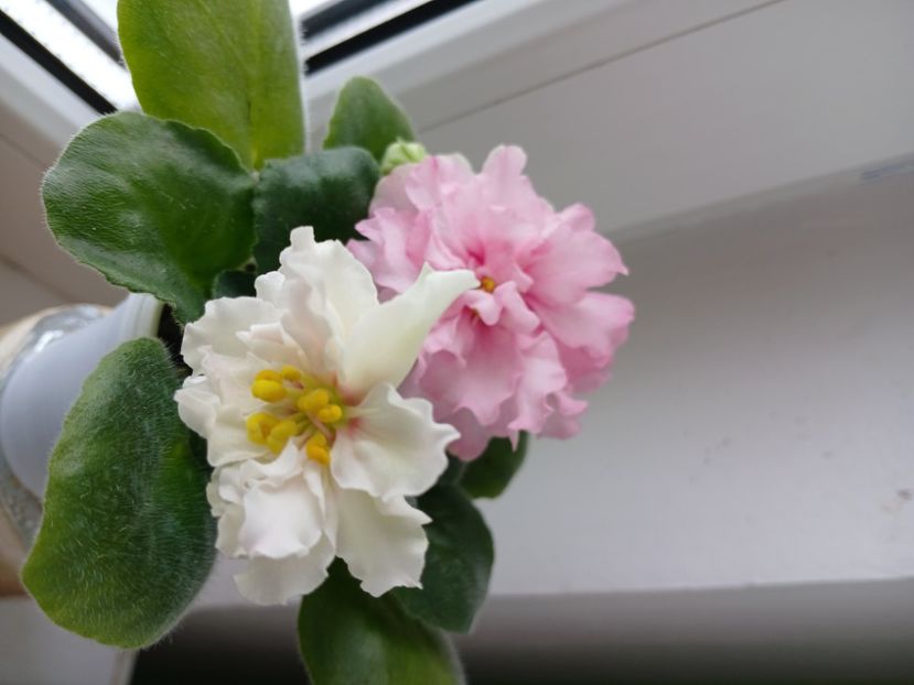  - LF Kremovyy Desert