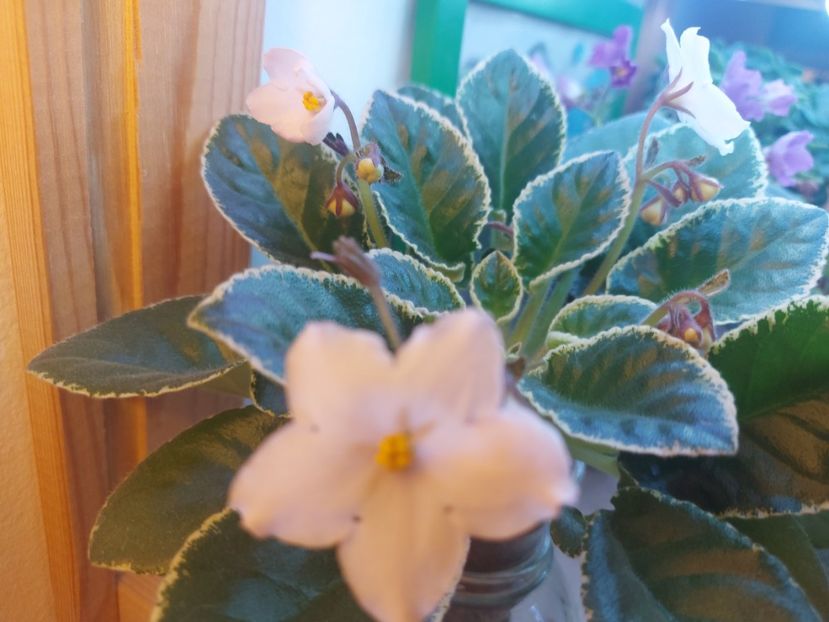  - Violeta Senk s Baloons