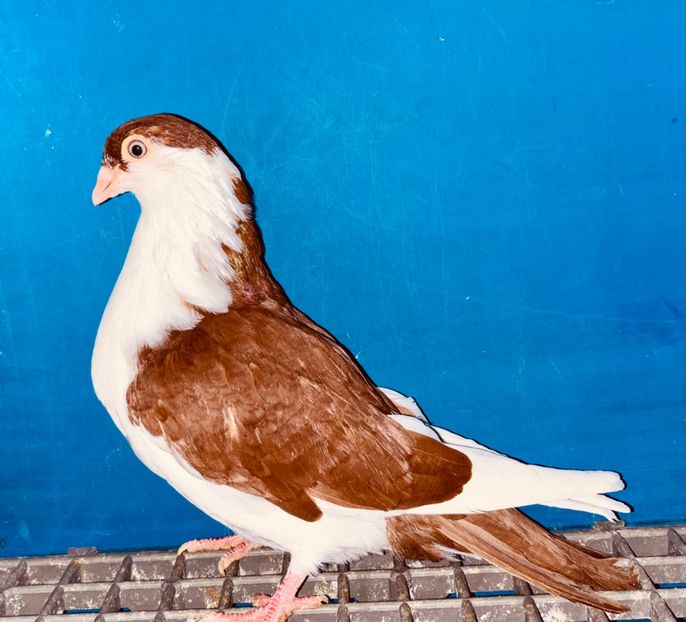 13854  femelă  2024_2 - tineret 2024