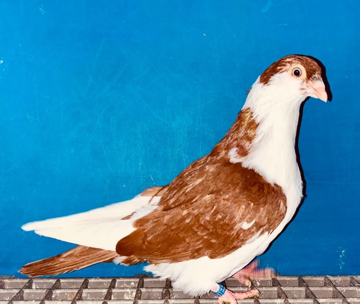 13854  femelă  2024_3 - tineret 2024