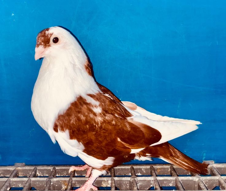 13867  femelă  2024_2 - tineret 2024