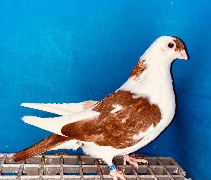 13867  femelă  2024_3 - tineret 2024