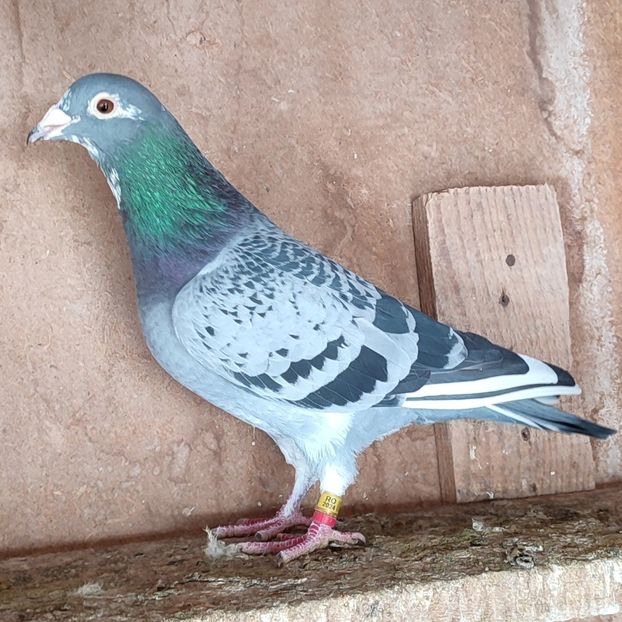 Mascul 24-916 - Stropit list