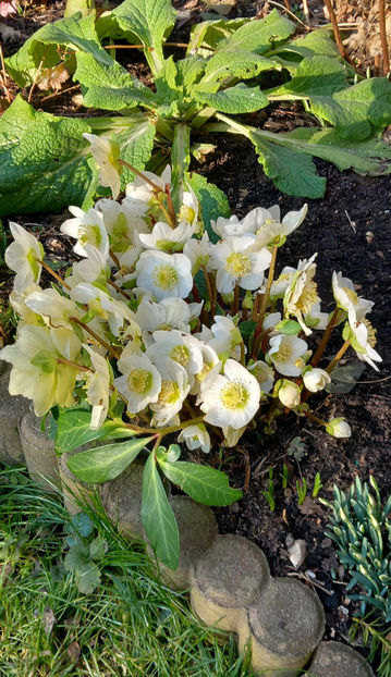  - Helleborus - Spanz