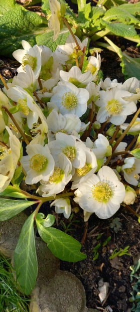  - Helleborus - Spanz