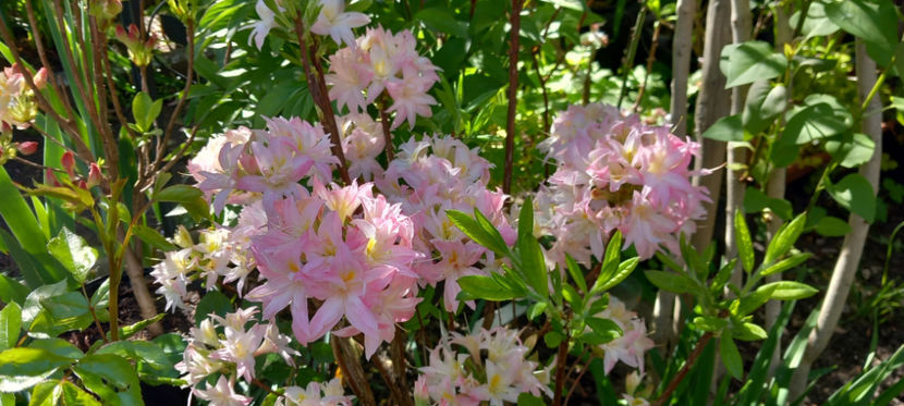  - Azalee si Rhododendroni