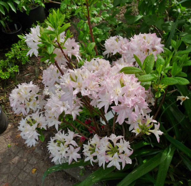  - Azalee si Rhododendroni