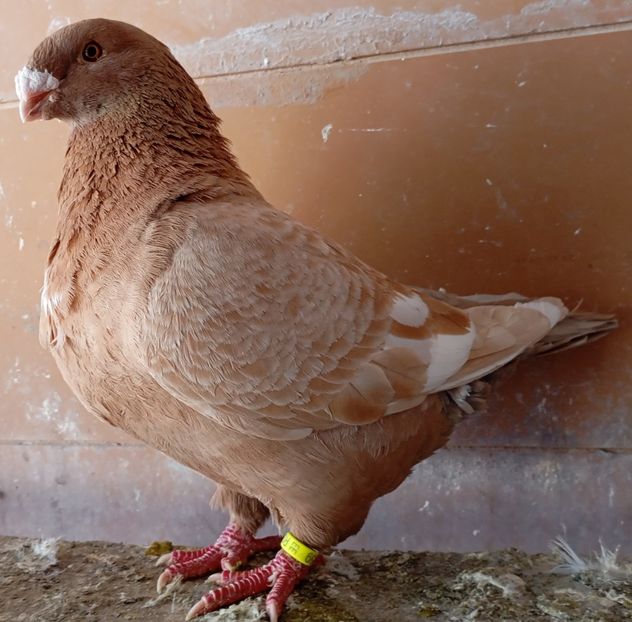 F 2023 - AGH PENTRU 2025