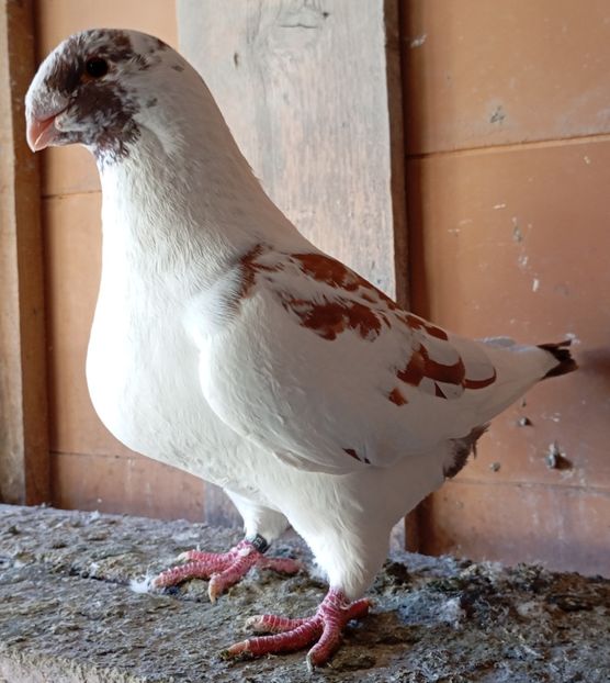 M 2022 - Agh vanduti 2019-2020-2021-2022-2024 2025