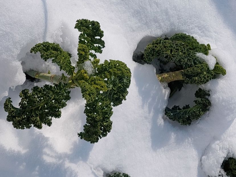 februarie - 2025 gradina de legume