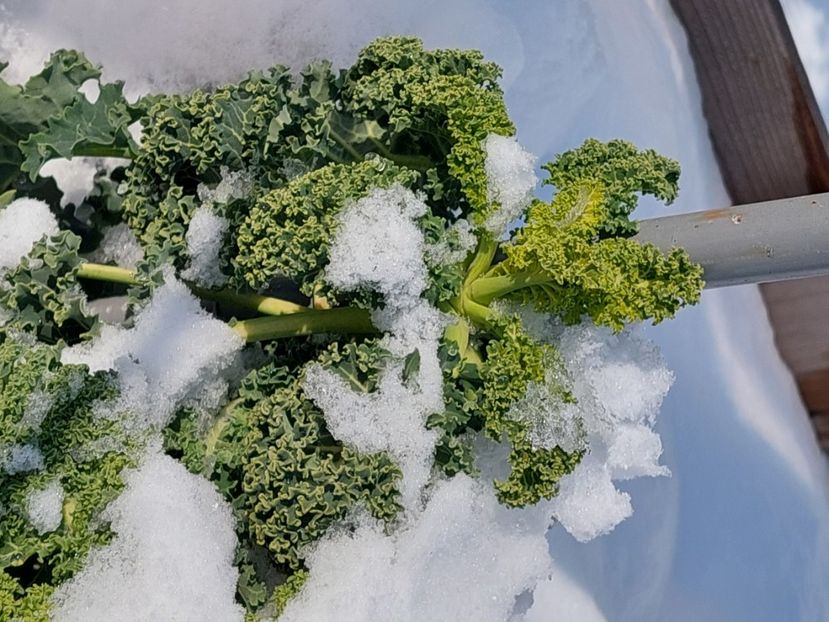  - 2025 gradina de legume