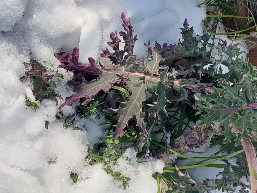  - 2025 gradina de legume