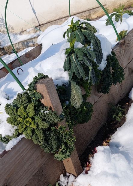  - 2025 gradina de legume